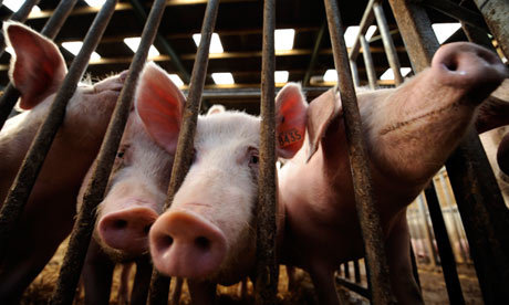 Відродження органіки: свинячий гній