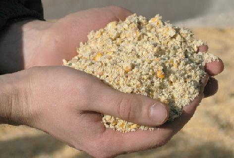 Сухая молотая или влажная консервированная?<br>Какая кукуруза эффективнее и рентабельнее при кормлении КРС