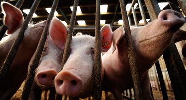 Возрождение органики: свиной навоз
