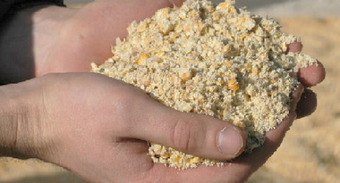 Суха мелена чи волога консервована?<br>Яка кукурудза є ефективнішою та рентабельнішою при годівлі ВРХ